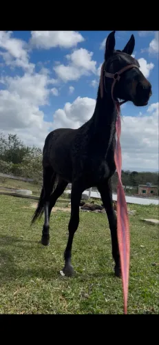 Potra mestiça