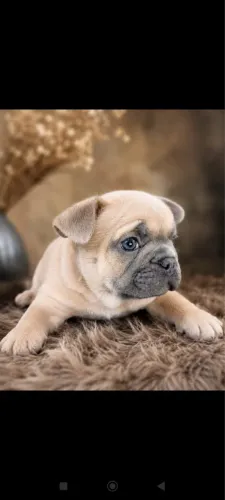 Buldogue francês macho