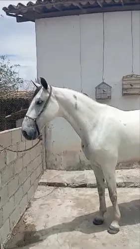 Cavalo 