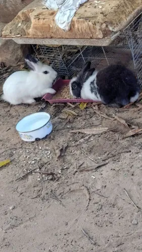 Coelhos