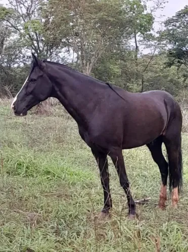 Doação cavalo - Leia o anúncio