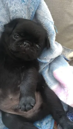 Cachorro raça pug