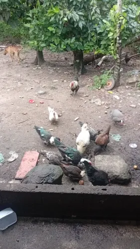 Patos 
