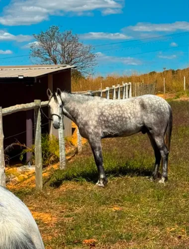 Cavalo mangalarga machador