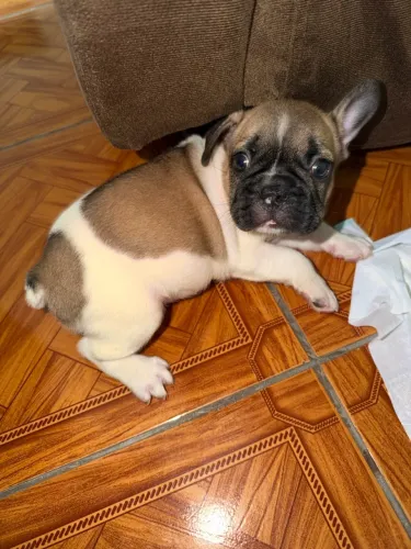 Cachorro buldogue 