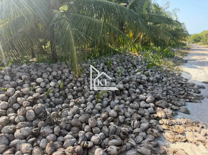 Oportunidade de Investimento: Fazenda Produtiva com Renda Passiva e Porteira Fechada