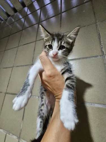 Filhotes para adoção 