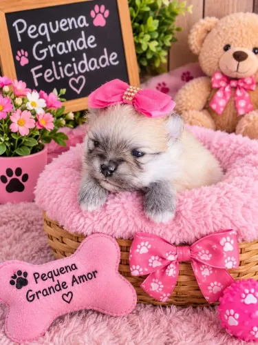 Spitz alemão com pedigree