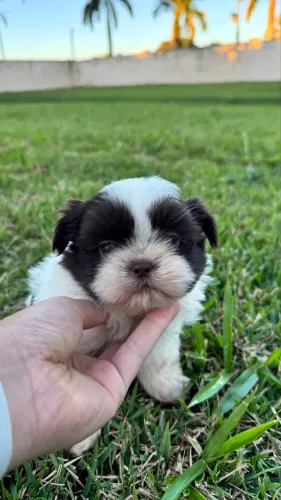 SHIH TZU