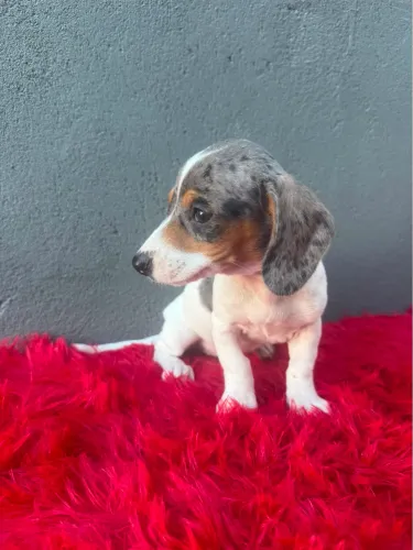 Dachshund salsicha