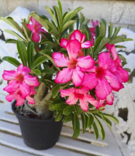 Rosa do deserto bem florida