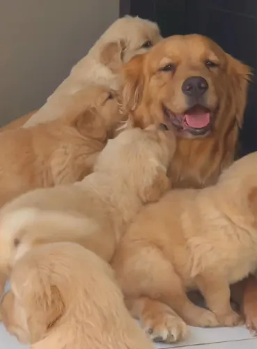Adoção filhote de golden vacinado