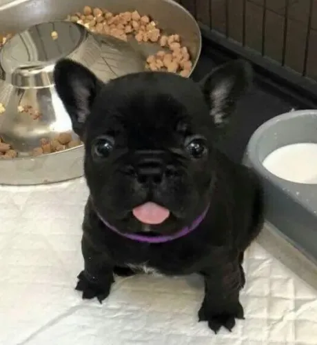 Bulldog Francês Filhotes Criação Profissional. 