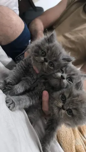 Gato persa machinhos