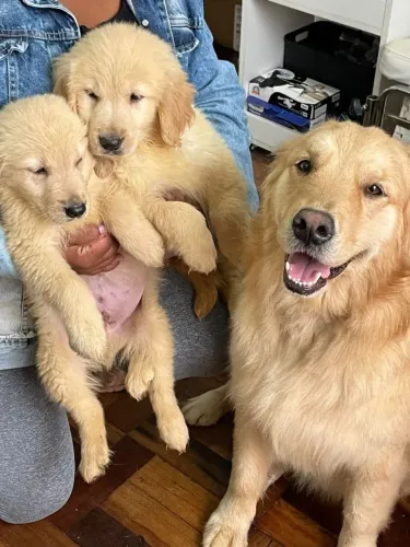 Golden Retriever ja vacinados a pronta entrega