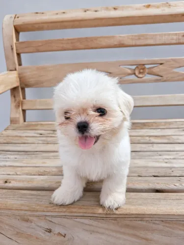 Filhotes de ShihTzu