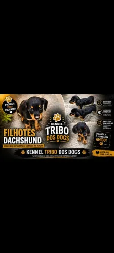 Lindos Filhotes Dachshund Mini - Kennel Tribo dos Dogs