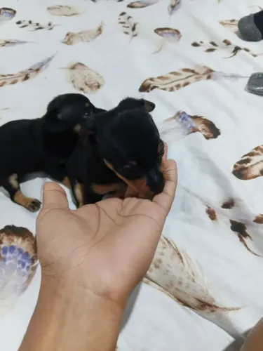 Vendo cachorro da raça pincher  legítimo 