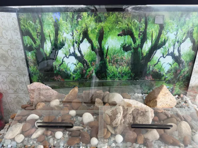 Aquário com pedras e fundo papel paisagem