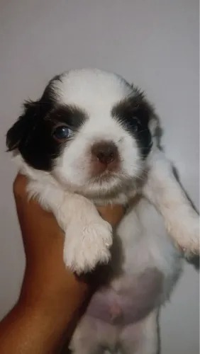 Filhotes de Shih tzu Exotico