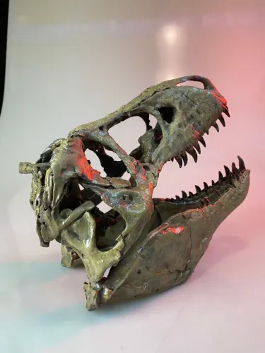 Réplica Crânio T-REX - Tamanho Grande 30cm 