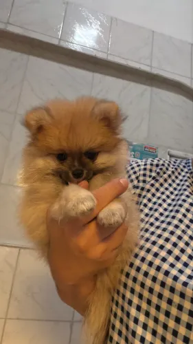 Spitz alemão/lulu da pomerania