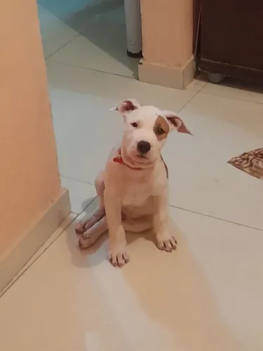 Filhote de pit bull macho com apenas 60 dias de nascido