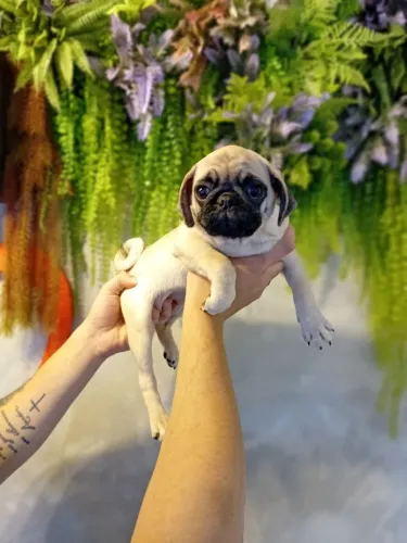 Perfeita pug condição especial ,já com 3 vacinad