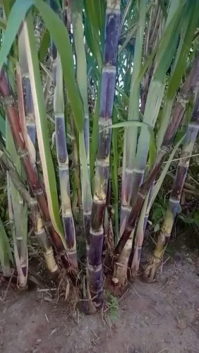 Vendo Cana de Açúcar