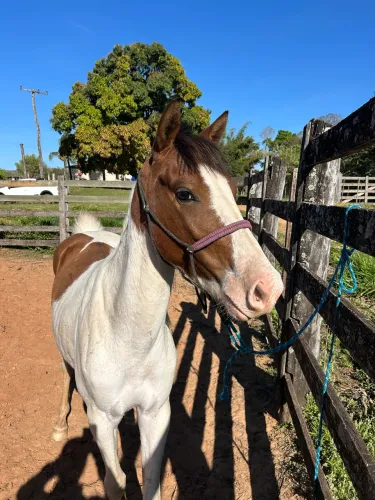 CAVALO PAMPA