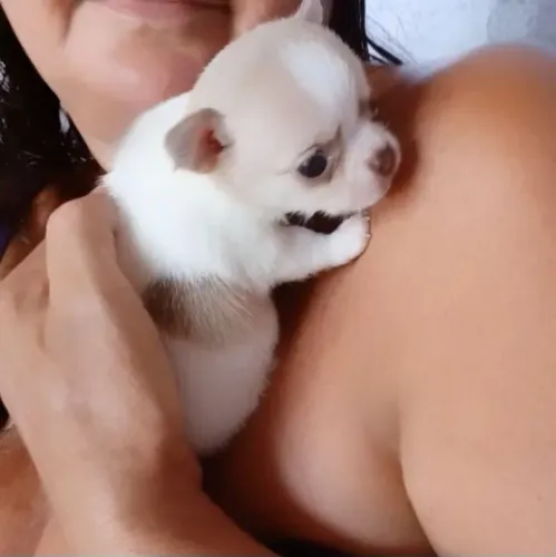 Chihuahua p curto