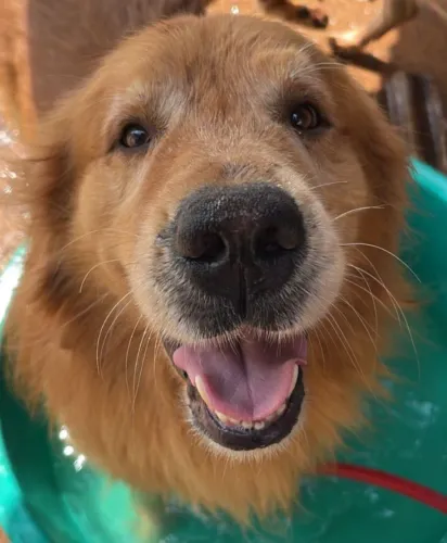 Golden Retriever 