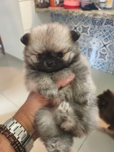 Spitz Alemão Anão