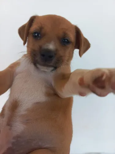 Filhote de cachorro fêmea para adoção responsável