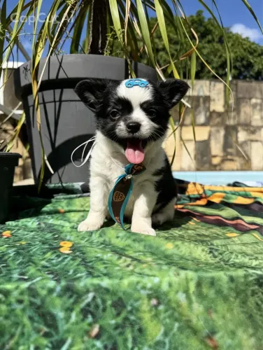 Chihuahua Tricolor