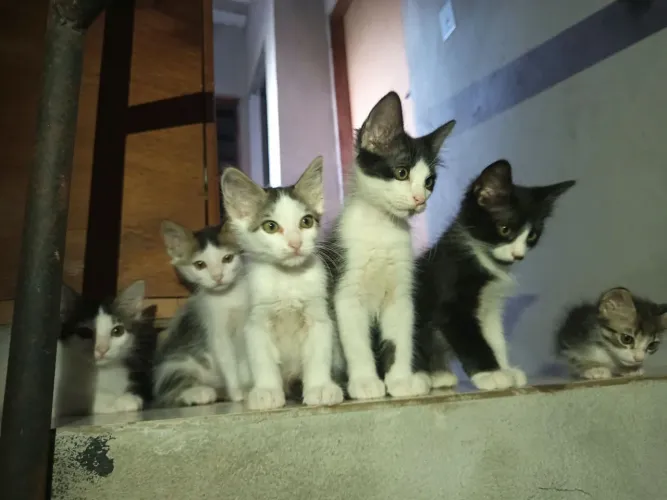 Doa-se Gatinhos