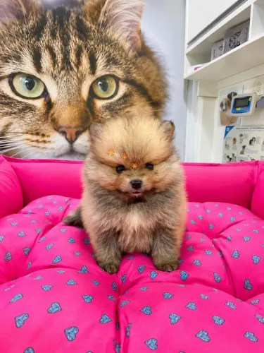 Lulu da pomerania fêmea