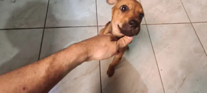 Adoção responsável