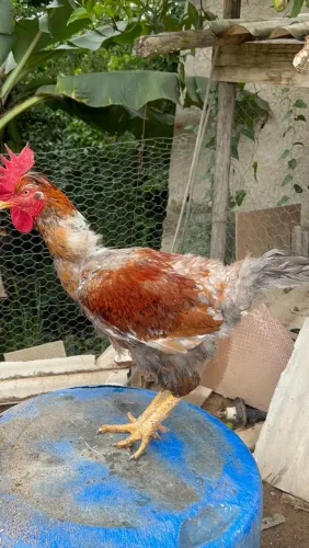 Galinha e galo 
