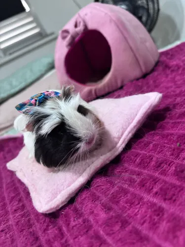 Porquinho da índia 