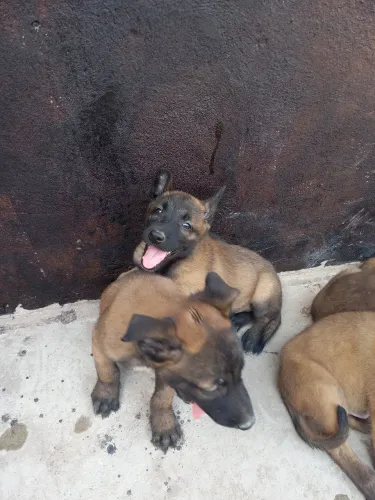Pastor Malinois @