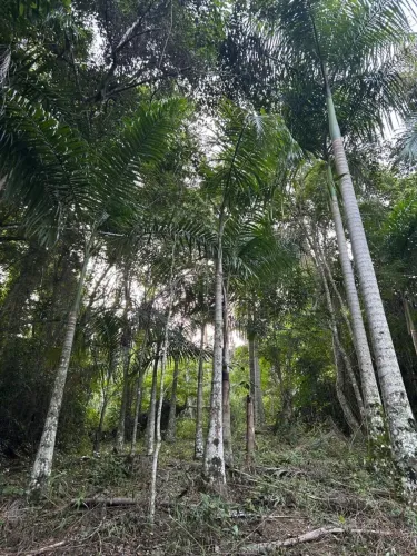 Palmeira imperial (Roystonea oleracea)