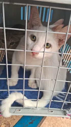 Gatinho macho disponível pra doação responsável 