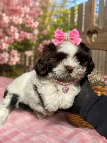Princesa filhote de Shih tzu fêmea branca e chocolate olhos verdes
