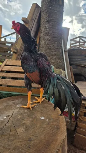 Galo indio
