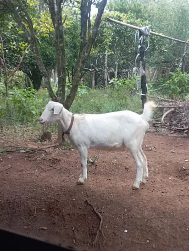 Cabrita raça leiteira 