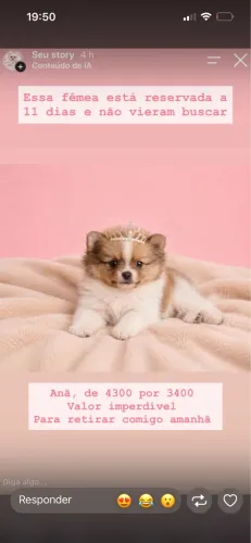 Spitz Alemão