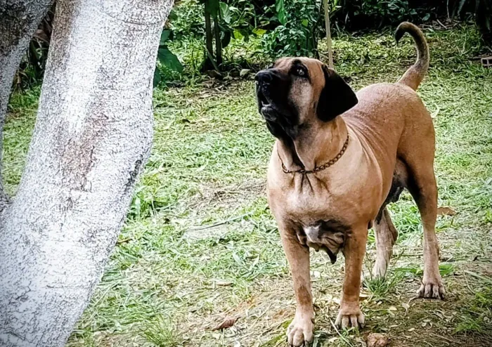 fila brasileiro 