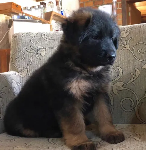 Pastor alemão capa preta 