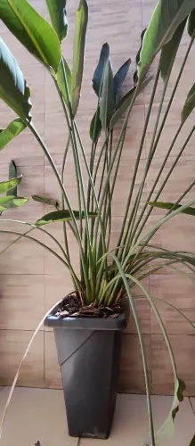 Planta Estrelicia 